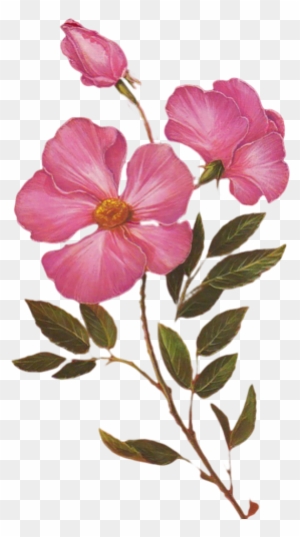 maaraw clipart flower