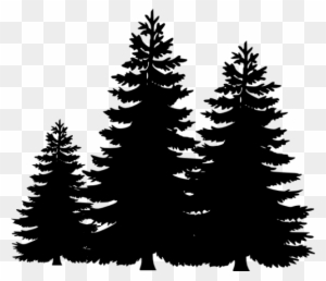 Evergreen Tree Clipart - Black And White Pine Trees - Free Transparent