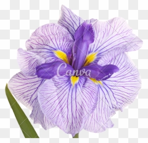 Purple Iris Clip Art, Transparent PNG Clipart Images Free Download ...