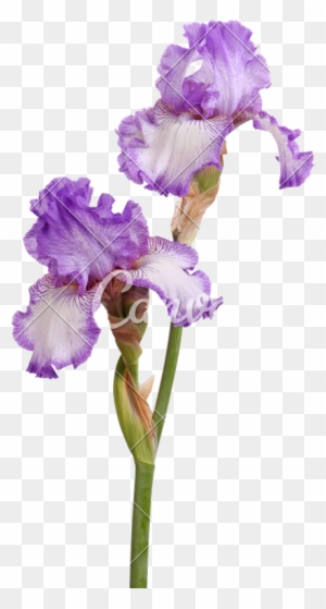 Free Free 130 Iris Flower Svg SVG PNG EPS DXF File