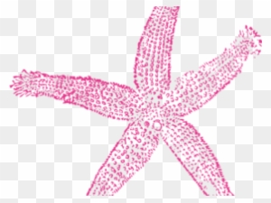 Drawn Starfish Transparent Background - Estrellas De Mar Png