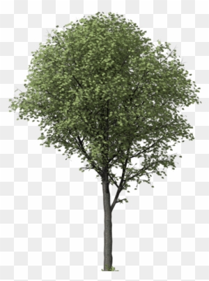 Llli - Ginkgo Biloba Tree Png - Free Transparent PNG Clipart Images ...