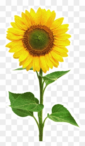Giffgaff Labs Sunflower Sketch Png - Sunflower Stock - Free Transparent ...
