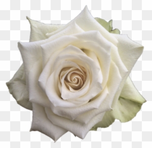 adalonia r gr single head rose single white rose png free transparent png clipart images download adalonia r gr single head rose single