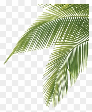 Free Palm Tree Leaves Clipart - Palm Tree Leaf Clipart - Free ...