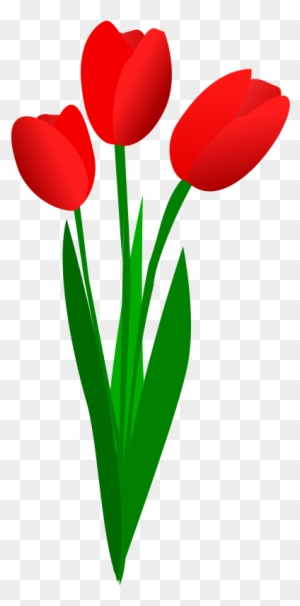 Clip Arts Related To - Red Tulip Clip Art - Free Transparent PNG ...