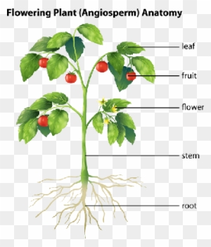 part of a plant clipart without background