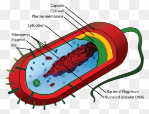 Prokaryotic Cell Diagram Unlabeled - Free Transparent PNG Clipart
