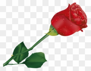 Natali на Beautiful Single Rose Flower Free Transparent Png