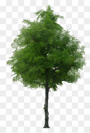 Tree - Arboles Tenebrosos Siluetas Png - Free Transparent PNG Clipart ...