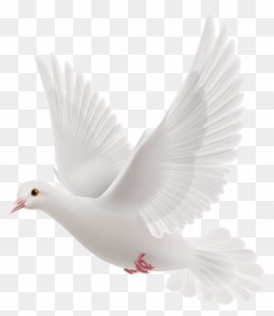 White Dove Png Clipart Best Web Clipart Rh Clipartpng - Pigeon Carrying ...