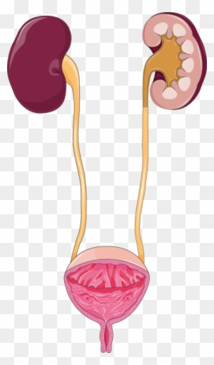 Urinary Tract - Excretory System - Free Transparent PNG Clipart Images ...