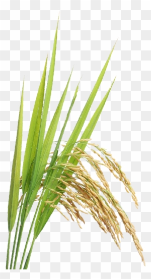 Rice - Rice Crop Png - Free Transparent PNG Clipart Images Download