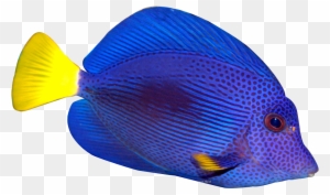 tintenpatrone clipart fish