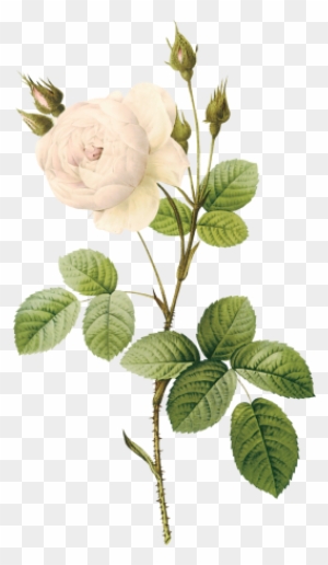 flower illustration png sampaguita clipart free transparent png clipart images download flower illustration png sampaguita