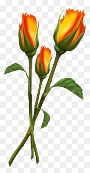 Tulip Flower Drawing - Beautiful Orange Flowers Png - Free Transparent