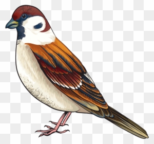 Goldfinch Clipart Maya Bird Clipart Bird Clipart Png Free Transparent Png Clipart Images Download