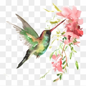 Download Watercolor Bird Watercolor Art Hummingbird Free Transparent Png Clipart Images Download