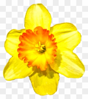 スイセンの花 Narcissus Free Transparent Png Clipart Images Download