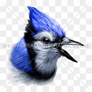 Bluejay Drawing Stellar Jay Png Library Stock - Blue Jay Silhouette PNG  Image, Transparent PNG Free Downlo…