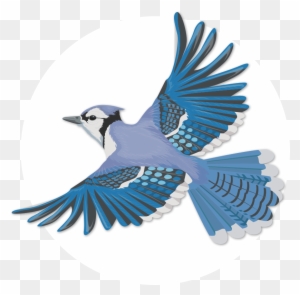Blue Jay Picture for Classroom / Therapy Use - Great Blue Jay Clipart