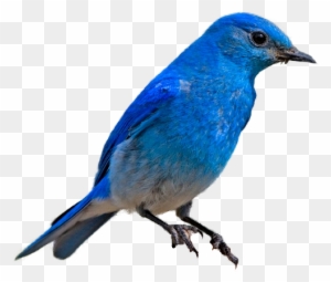 Blue birds Clipart. Free Download Transparent .PNG or Vector