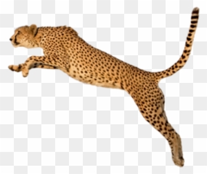 king cheetah wallpaper