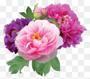 ehrgeizig clipart flowers