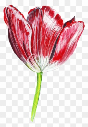 Draw Tulip Flower: Easy,Simple and Step by Step