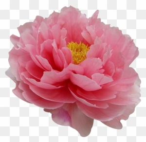 Moutan Peony Flower Tree Peony Paeonia Coral Charm 牡丹 花 Free Transparent Png Clipart Images Download