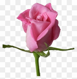 beautiful single rose flowers