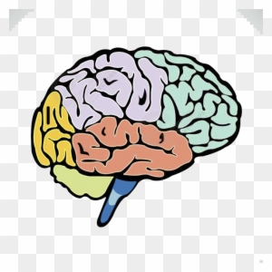 Cerebro Vector - Brain No Background Psychology - Free Transparent PNG ...