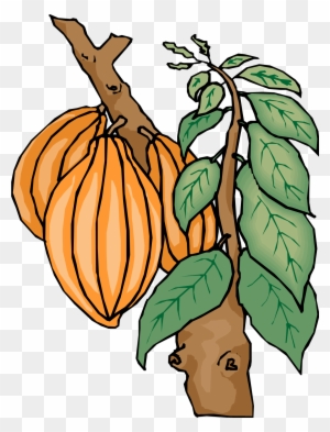cacao beans clipart images