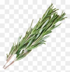 1 Bunch - Rosemary Png - Free Transparent PNG Clipart Images Download