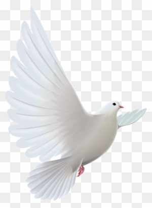 Clipart Bird Descending - White Dove - Free Transparent PNG Clipart ...