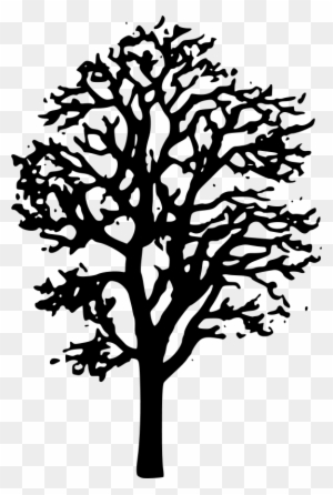 Maple Tree Clipart Black And White Maple Tree Clip Art Free Transparent Png Clipart Images Download