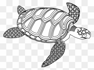 hawaiian turtle outline