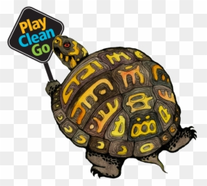 Turtle Clip Art - Turtle Images