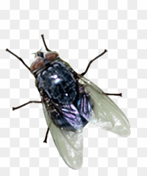 Image Here - House Fly Animated Gif - Free Transparent PNG Clipart ...