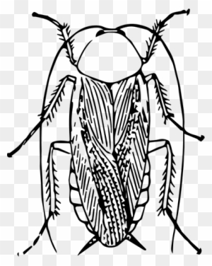 Cockroach Drawing Public Domain Vectors - Cockroach Black And White Png