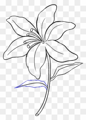 Lily Drawing Outline Lily - Outline Of A Lily - Free Transparent PNG ...