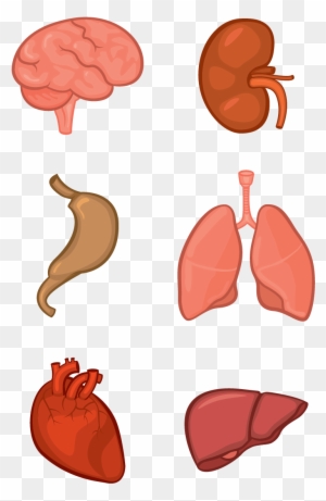 Organ System Human Body Anatomy Tissue - Png Clipart Organs - Free ...