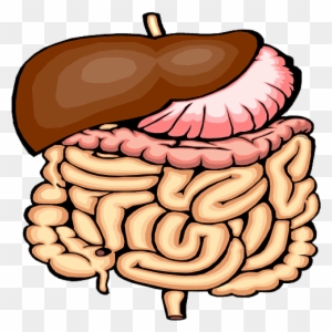 Digestion Clip Art, Transparent PNG Clipart Images Free Download ...