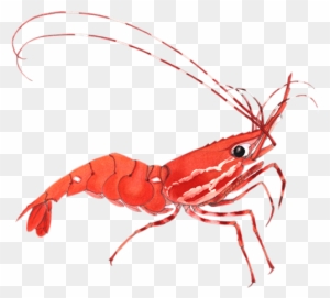 Shrimp Clipart The Cliparts - Shrimp Clip Art - Free Transparent PNG ...