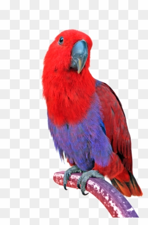 Scarlet Macaw Minecraft Parrot Free Transparent Png Clipart Images Download