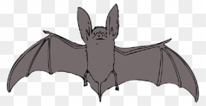 bat bird clipart black