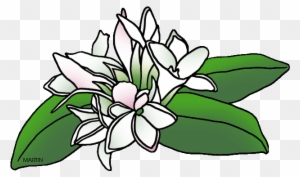 Mayflower Plant Illustrations Png Digital Download Flower - Etsy
