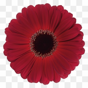 Red Gerbers Png Clipart Image - Red Daisies Clipart - Free Transparent ...