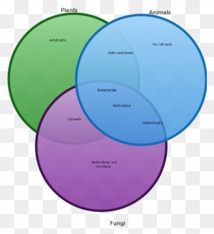 Venn Diagram Of The Kingdoms Of Fungi Protista Plants - vrogue.co