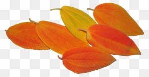 Leaves, Autumn, Fall, Tree, Season - Starfruit